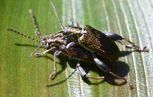 Réf. 362 308 : Donacia versicolorea